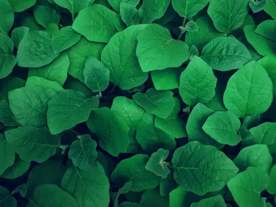 Foliage — before